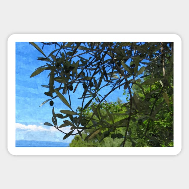 Olive Tree with Olives Mediterranean Coast Photo Sticker by OneLook